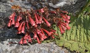 Image result for Streptocarpus buchananii