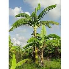 If you live in zones 9 or 10, you'll be able to grow this plant outdoors. Musa Mekong Giant Musa Xishuangbannaensis Cold Hardy To Zone 6 And Very Fast Growing Banana Banana Tree Plants Large Plants
