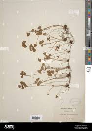 Image result for Marsilea villifolia