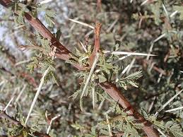 Image result for Acacia montigena