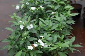 Image result for Tabernaemontana penduliflora