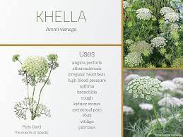Ammi Majus Flower Meaning Best Flower Wallpaper