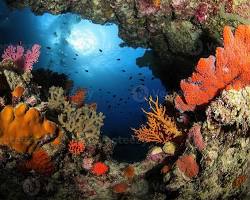Imagen de vibrant coral reef with diverse marine life