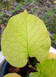 Image result for Meiostemon tetrandrus