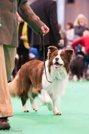 Border Collie At Crufts Collie Dog Border Collie Dog Border Collie