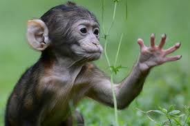 Friendly baby monkeys for a home my cute little mf baby capuchin monkeys for adoption are all vet checked,home trained.and house broken loves the company of children and other. Affenberg Salem 200 Barbary Macaques Up Close And Personal