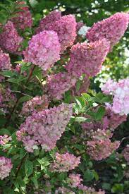 How To Get More Hydrangea Flowers Strawberry Hydrangea Hydrangea Garden Strawberry Sundae Hydrangea