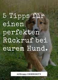 Die 5 Geheimnisse Des Perfekten Ruckrufs Hunde Hunde Korpersprache Und Hundchen Ubung
