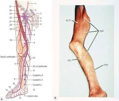 In terms of the general functions of the these structures are themselves attached to the flexor and extension muscles of the ankle and the foot, which govern how the foot will be moved. Anatomy Clinical Gate