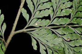 Image result for Lastreopsis