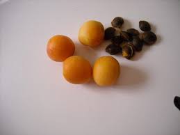 Dopo, metti l'albicocca al sole. Albicocche Essiccazione