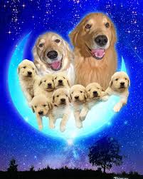 goldenretriever cherry fuzzyさんはinstagramを利用しています ayu g mwd p n さんオーダーの家族写真 私はこれが1番好きかな ゴールデンレトリバー goldenretr golden retriever outdoor decor art