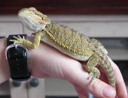 Bearded Dragon Growth From Hatchling To Adult