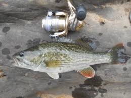Black Bass How Many Species Are There The Fisheries Blog