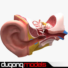 Ear Anatomy 3d Model Ad Ear Anatomy Model In 2020 Ear Anatomy Graphic Design Portfolio Print Anatomy Models
