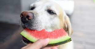 Can dogs have watermelon rind/skin/peel? Can Dogs Eat Watermelon Updated August 2020 Pumpkin Pet Care