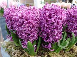 Jacinto Cuidados Cultivo Y Multiplicacion Del Hyacinthus Bulbos De Flor Plantacion De Bulbos Plantas Bulbosas
