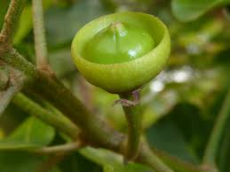 Image result for Thespesia acutiloba