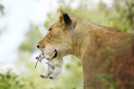 Baby Lion Home Facebook