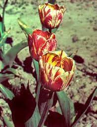 Pin On Tulips