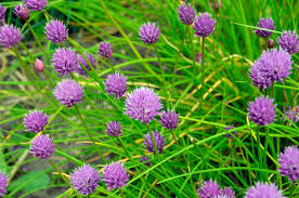Planning to start a flower garden! 946 Pom Flowers Photos Free Royalty Free Stock Photos From Dreamstime