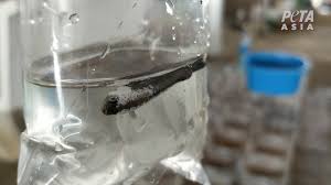 Goldfish pollute water quickly, which would be deadly for a betta. Peta Asia Reveals Horrors In The Global Betta Fish Trade Living Peta India