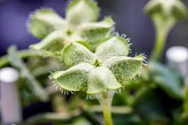 Image result for Ceropegia breviflora