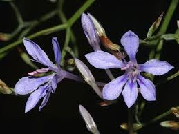 Image result for Afrosolen coeruleus