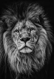 Lion Portrait Voyage Onirique Image Fond Noir Fond D Ecran Lion Lion Noir Et Blanc