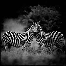 Zebra Twin By Laurent Baheux 500px
