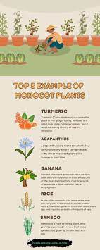 A Comprehensive List Of Monocot Plants For Tree Lovers (With Pictures) -  The Gardeners World