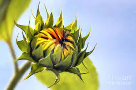 Sunflower Bud By John Edwards Sunflower Painting Sunflower Flower Sunflower