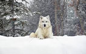 A collection of the top 54 snow wolf wallpapers and backgrounds available for download for free. Dog Forest Lying Snow Wolf Wallpaper Background Best Stock Photos Toppng