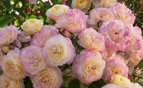 Get directions, reviews and information for huntington fence in huntington station, ny. Rose Garden The Huntington