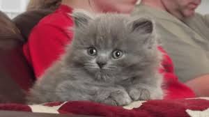 Chocolate british shorthair female kitten. Stunning Blue British Shorthair Longhair Kittens Manchester Greater Manchester Pets4homes