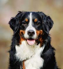 Von verhaltenseigenschaften bis zu geschichtlichem ✅ zudem findest du hier informationen zur fellpflege und vieles mehr ✅ jetzt in aller kürze. Der Berner Sennenhund Bernersennenhund De