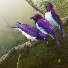 Arya Colorofpalette Beautiful Birds Starling Bird Photo