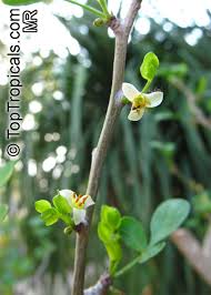 Image result for Commiphora mossambicensis