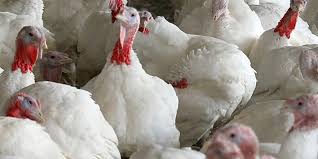 1 la infección en humanos coincidió con una epidemia de gripe aviaria, causada por la misma cepa, en la población de pollos en hong kong. Detectan Foco De Gripe Aviar H5n8 En Un Criadero De Aves Noticentro 1 Cm