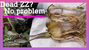 The discoloration is typically caused from too much water, which causes the water and food storing rhizomes to rot from fungal. Zz Plant Root Rot No Problem Just Propagate Youtube
