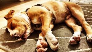 Dogs Sleeping Positions And Habits Tell You A Lot About Their Personality And Health Dogtime