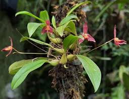 Image result for Bulbophyllum elliotii
