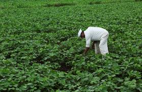 India's ethanol drive imperils its push for edible oil self-sufficiency | Reuters