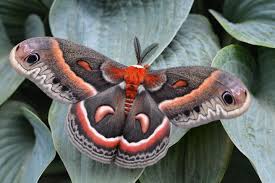 Image result for Mitrasacmopsis