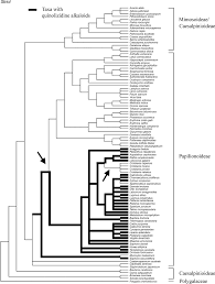 Image result for Crotalaria onobrychis