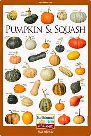 From elberta to golden glory, there are a number of popular varieties in the u.s. Pumpkin Squash Varieties Chart Squash Varieties Pumpkin Pumpkin Squash