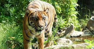 Another Critically Endangered Sumatran Tiger Found Poisoned In Indonesia The Animal Rescue Site Blog In 2020 Sumatran Tiger Animal Rescue Site Animals Wild