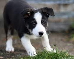 Darling Border Collie Had One Many Years Ago Gift From My Late Cousin Carol Nelson Was A Darling Loved Our New Son Silly Dogs Collie Puppies Cute Dogs