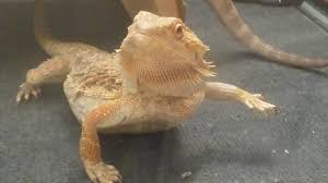 Flapping of the forelegs by the male may occur while holding the dragon female. Bearded Dragon Mating Call Youtube