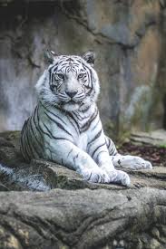 White Tiger Tiger Pictures Pet Tiger Animals